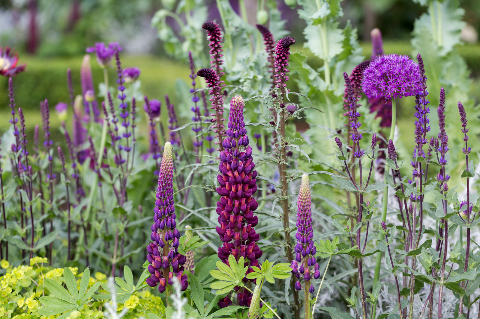 Уроки Chelsea Flower Show: Модные цветы 2016 года