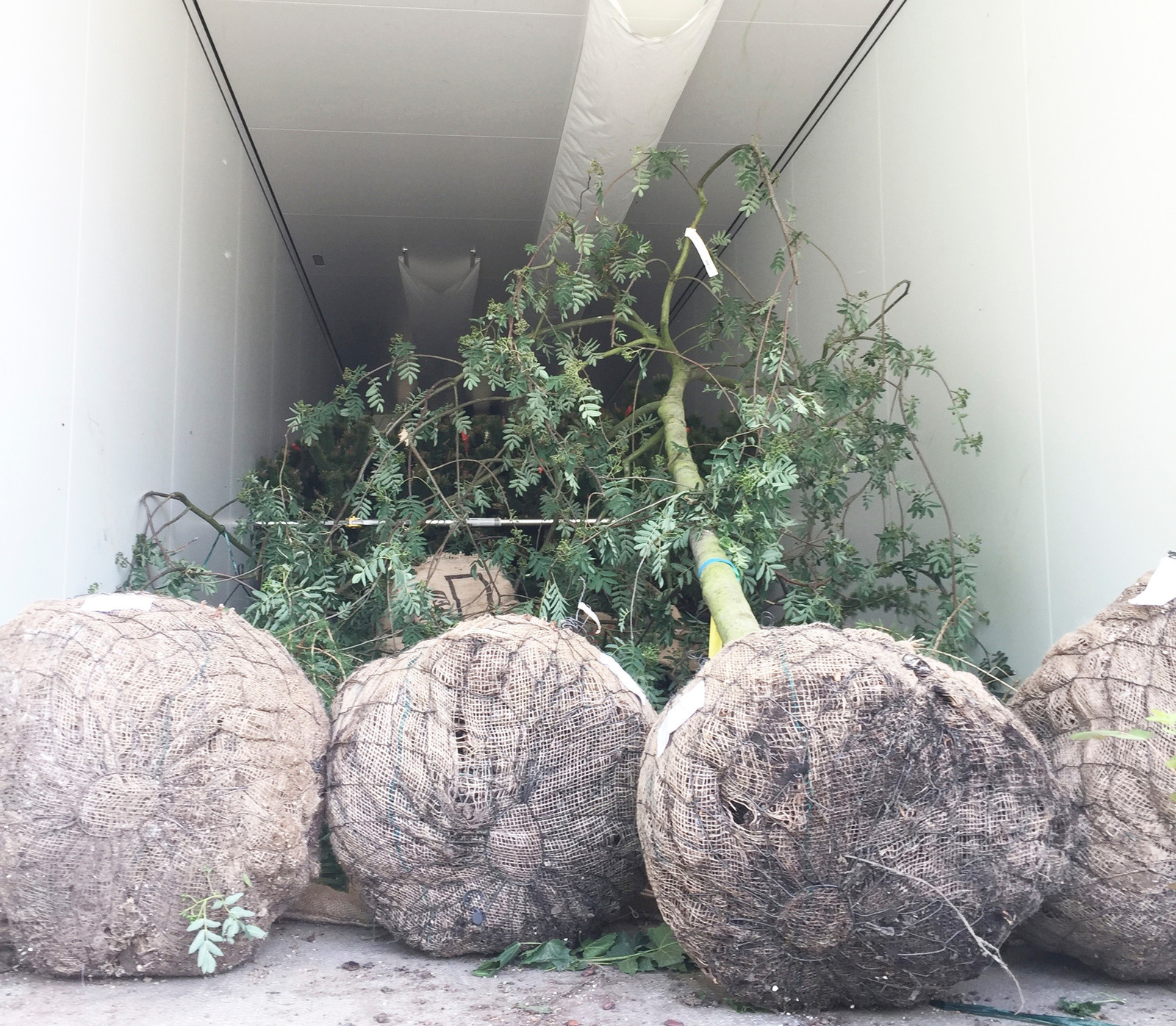 Вопрос: Как выбирать растения для сада