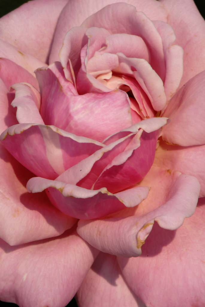 Обложка статьи: Как правильно: Выбрать саженцы роз для посадки