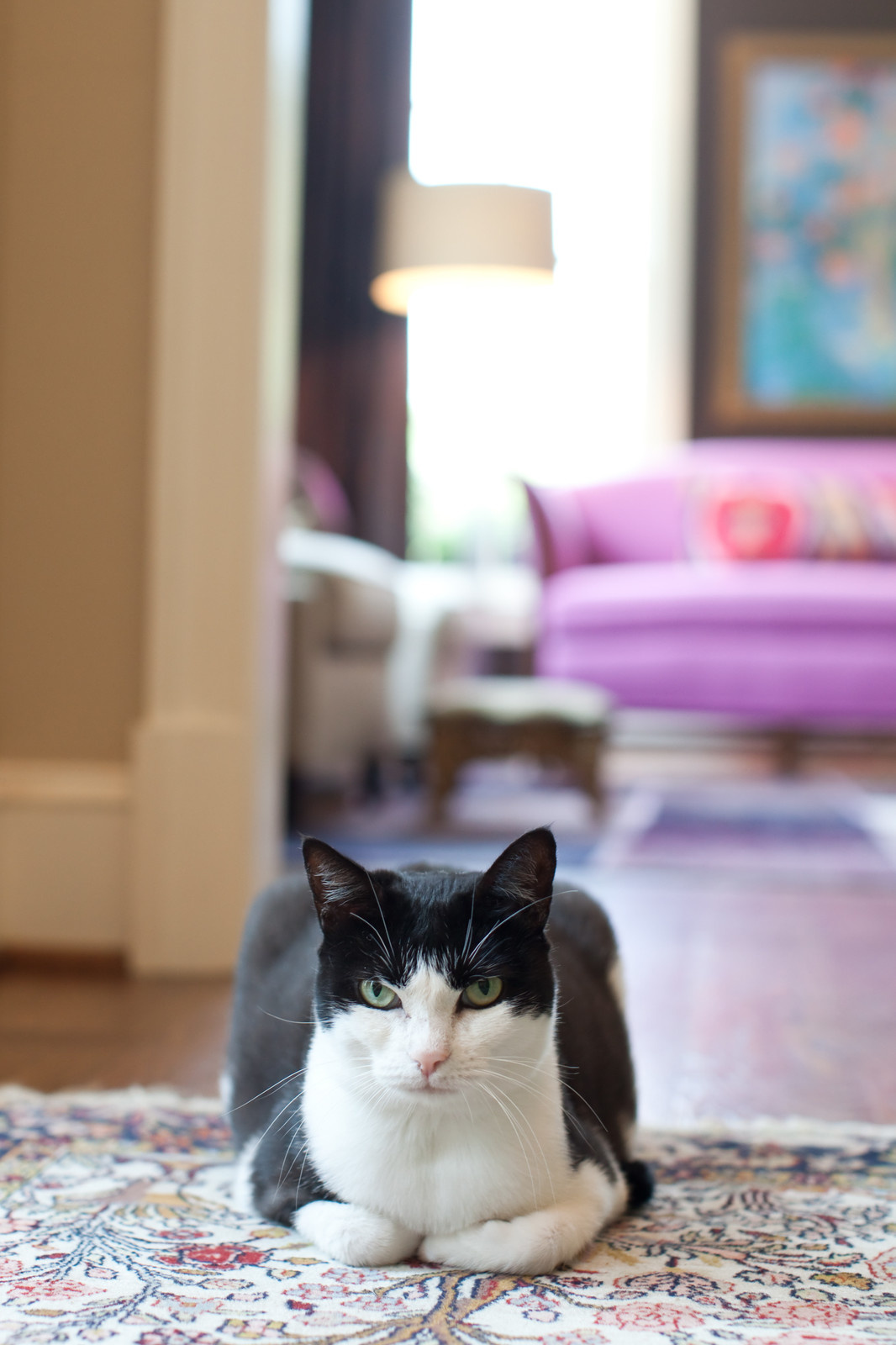 Чувство прекрасного и кошачий лоток: Совместимы!