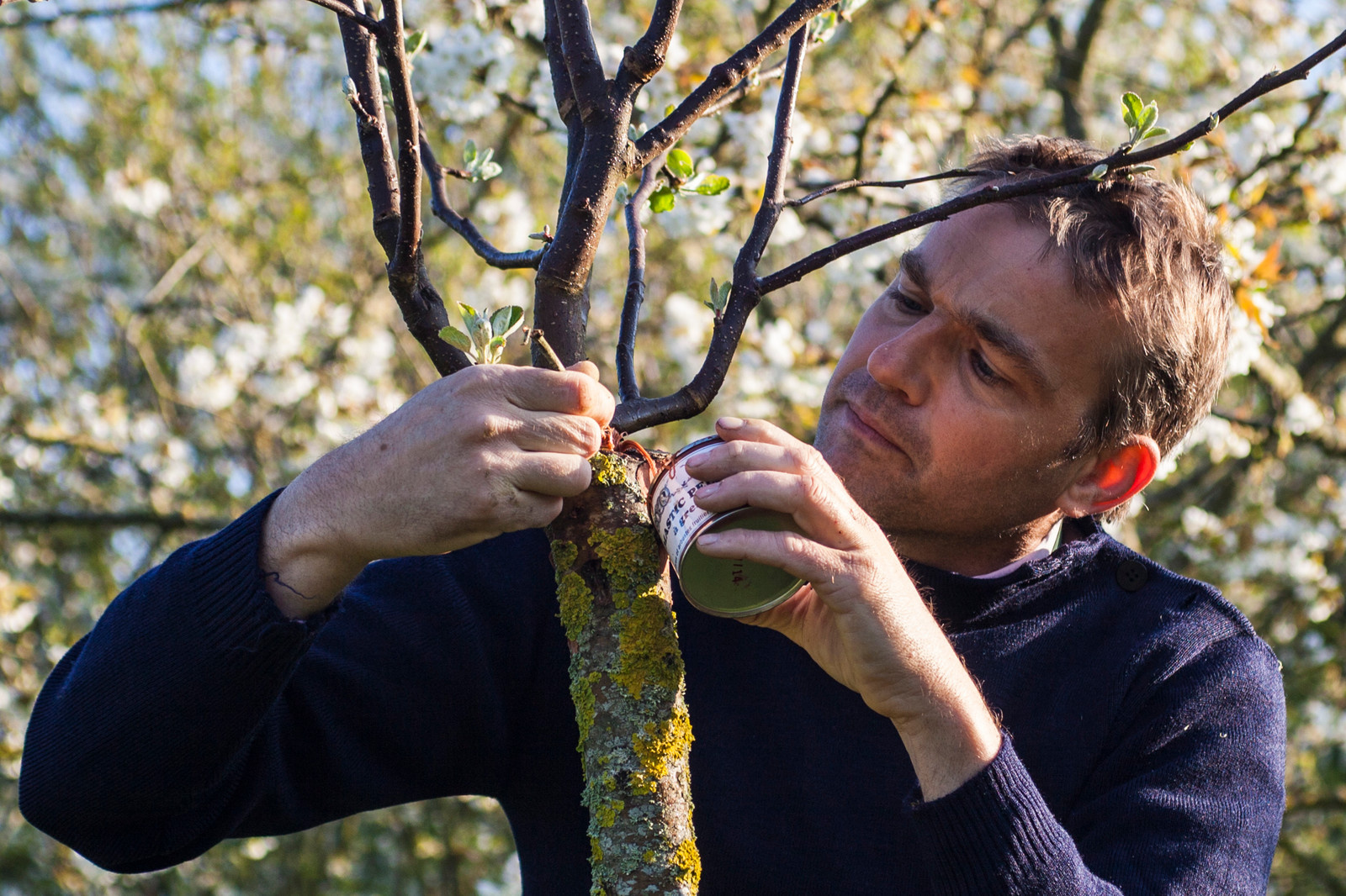 На прививку становись: Зачем и как прививают деревья