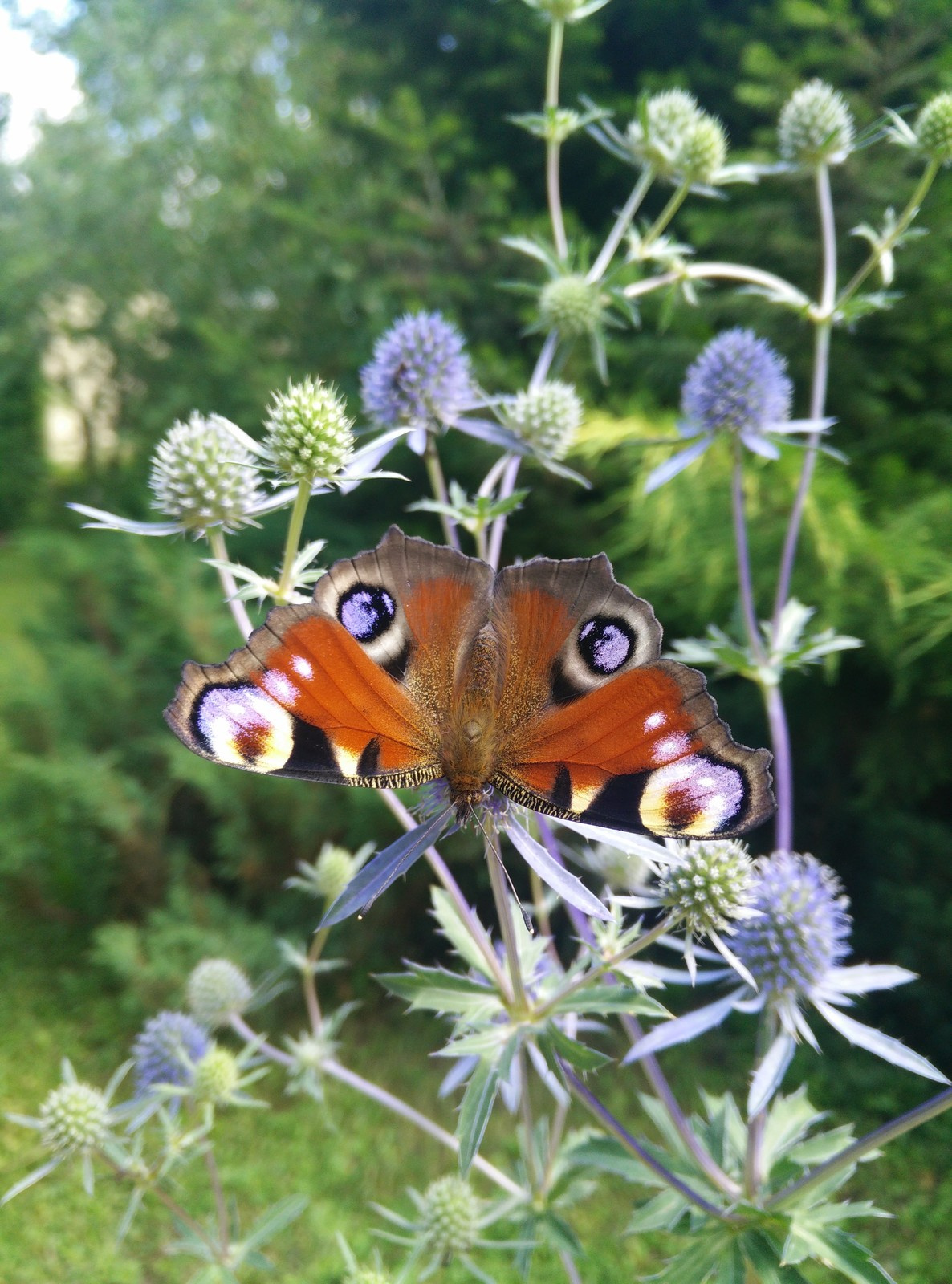 Живой сад: С бабочками, пчелами и жуками — что надо посадить