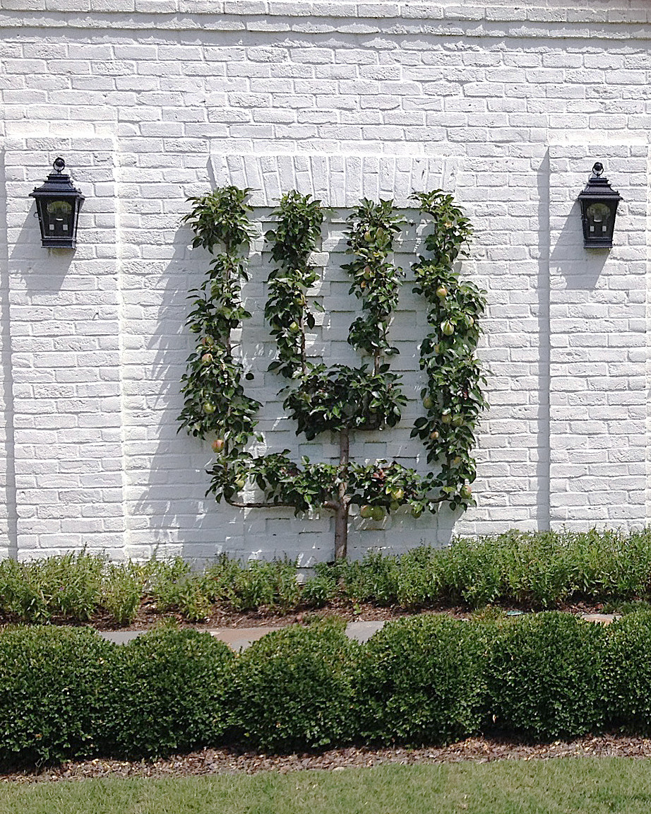 Шпалера в саду: Как вырастить деревья необычной формы