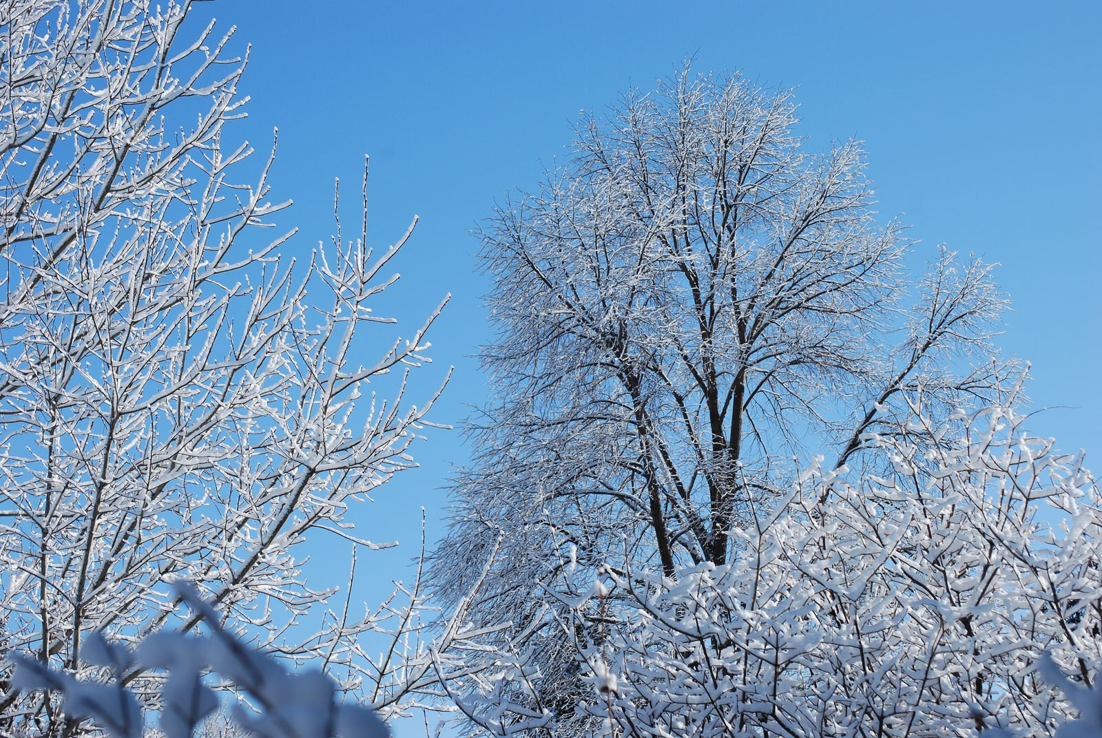 В ожидании весны: Садовый календарь на февраль