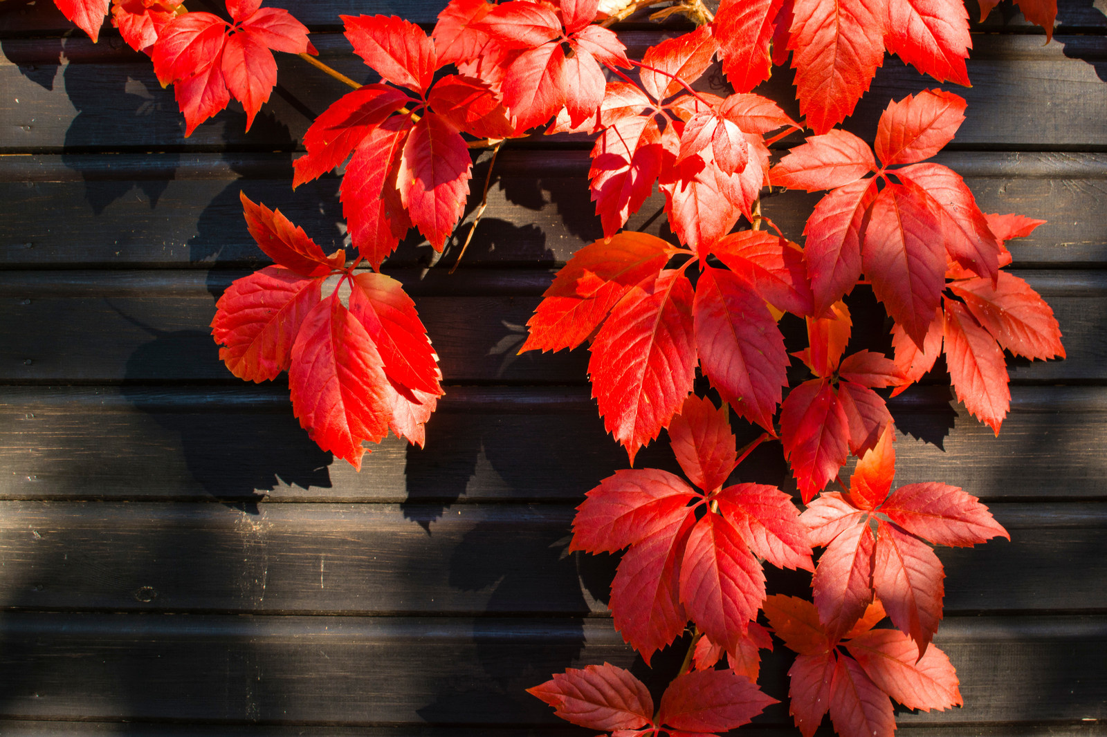 Обложка статьи: Хороший вопрос: Как получить сад, красивый до поздней осени