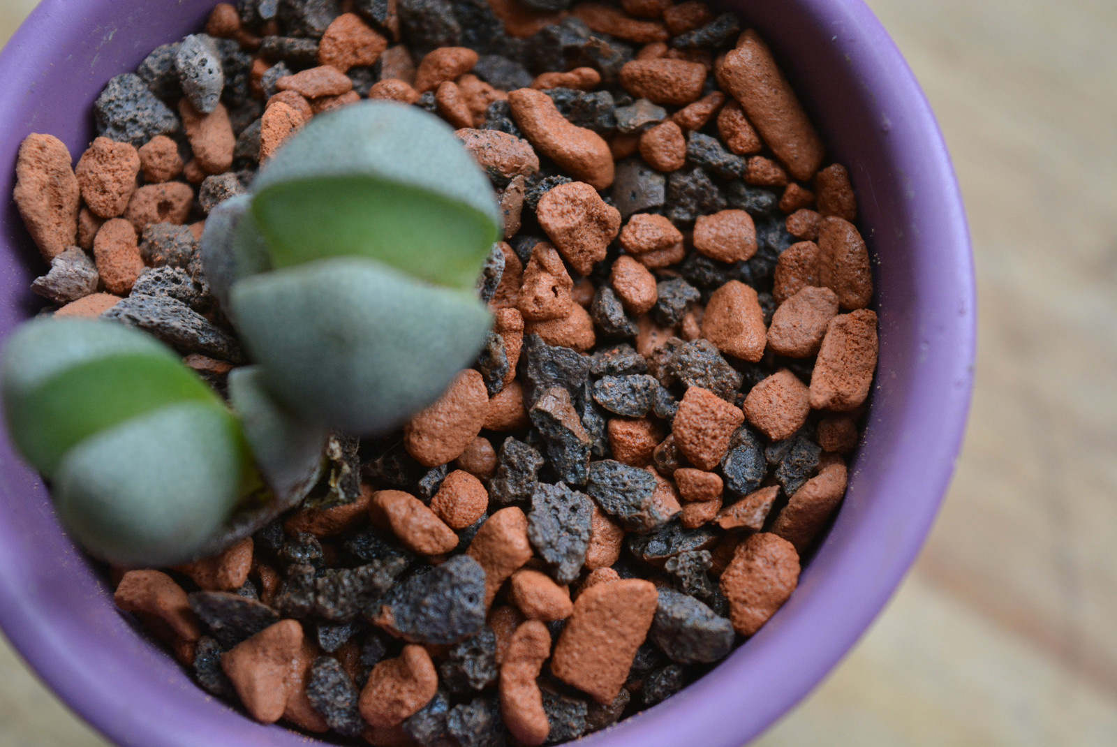 Вопрос: Чем заменить землю для растений в горшках