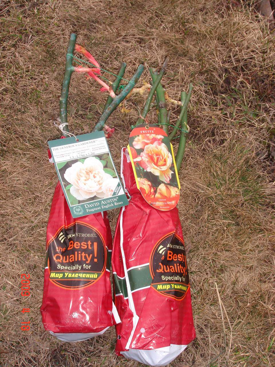 Обложка статьи: Как правильно: Сохранить саженцы роз до посадки