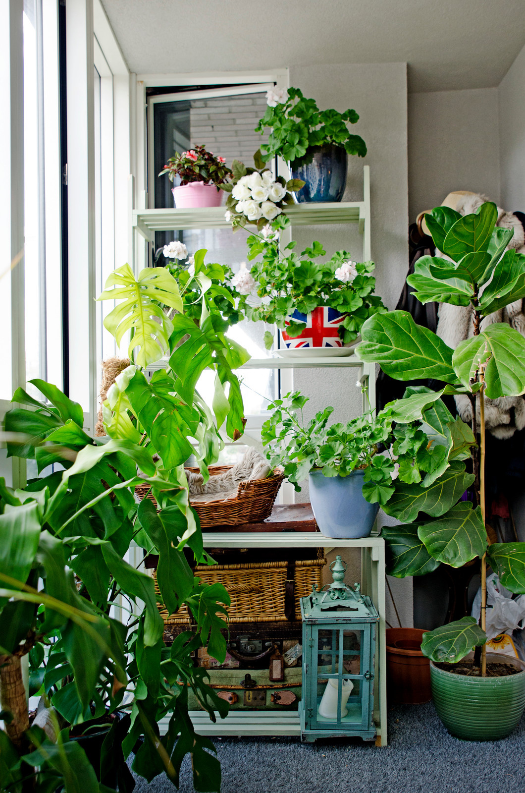 Блиц-озеленение: Как получить цветущий балкон за два дня