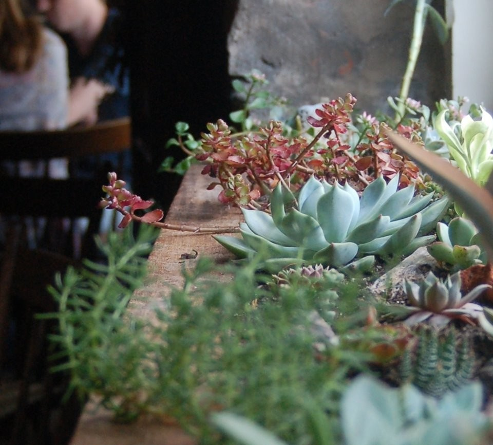 Азбука растениевода: Капризные цветы и условия их содержания