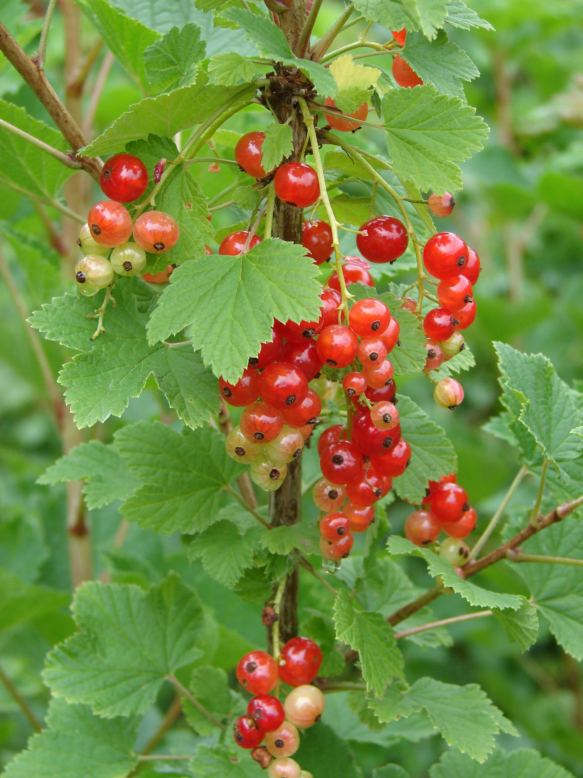 Как правильно: Посадить сад осенью