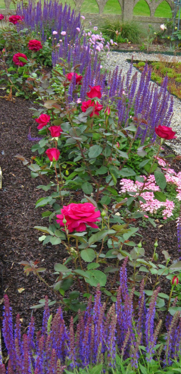 Розы в саду: Выбор места и посадка