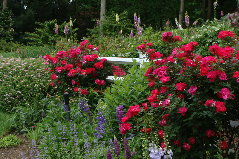 Розы в саду: Выбор места и посадка