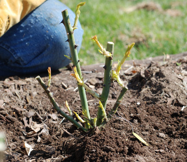 Розы в саду: Выбор места и посадка