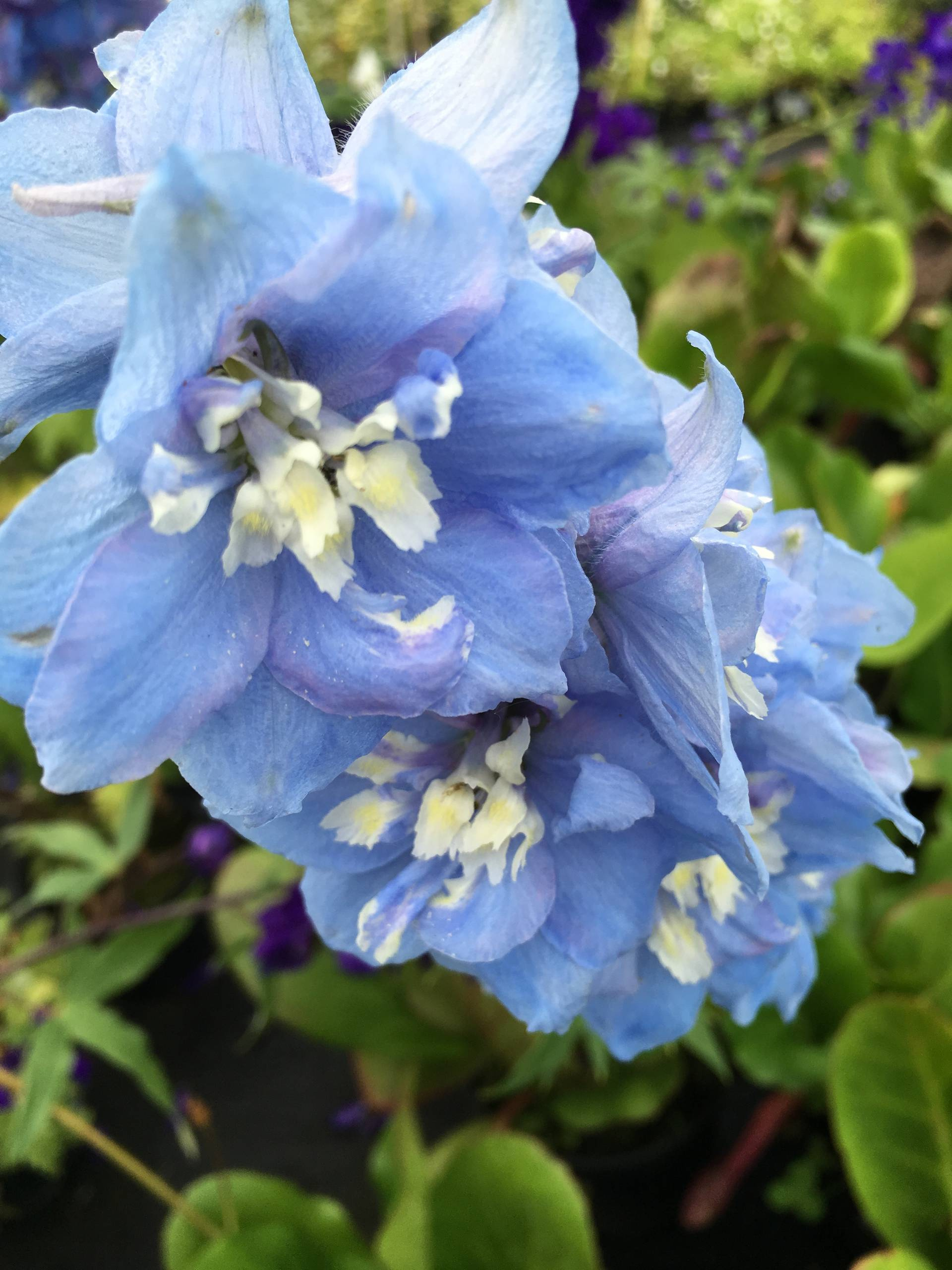 Личный опыт: Как перевезти взрослый сад на другое место