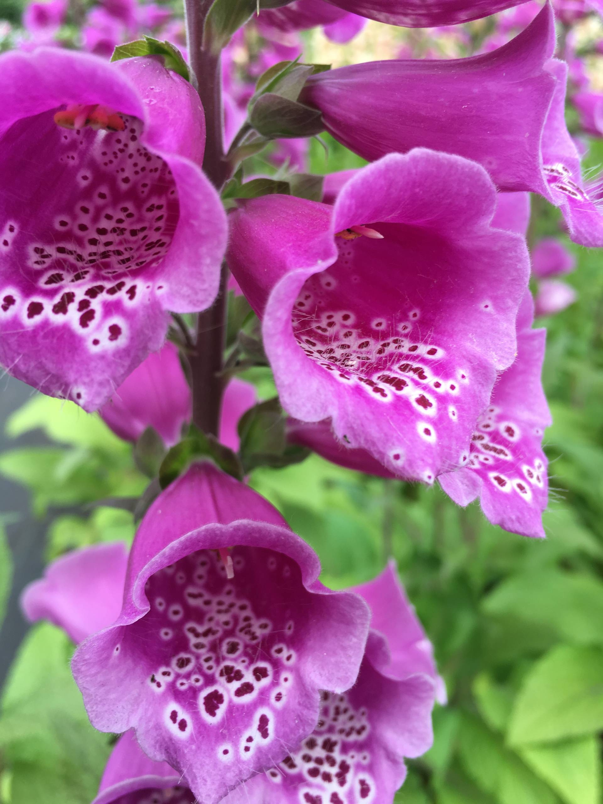 Личный опыт: Как перевезти взрослый сад на другое место