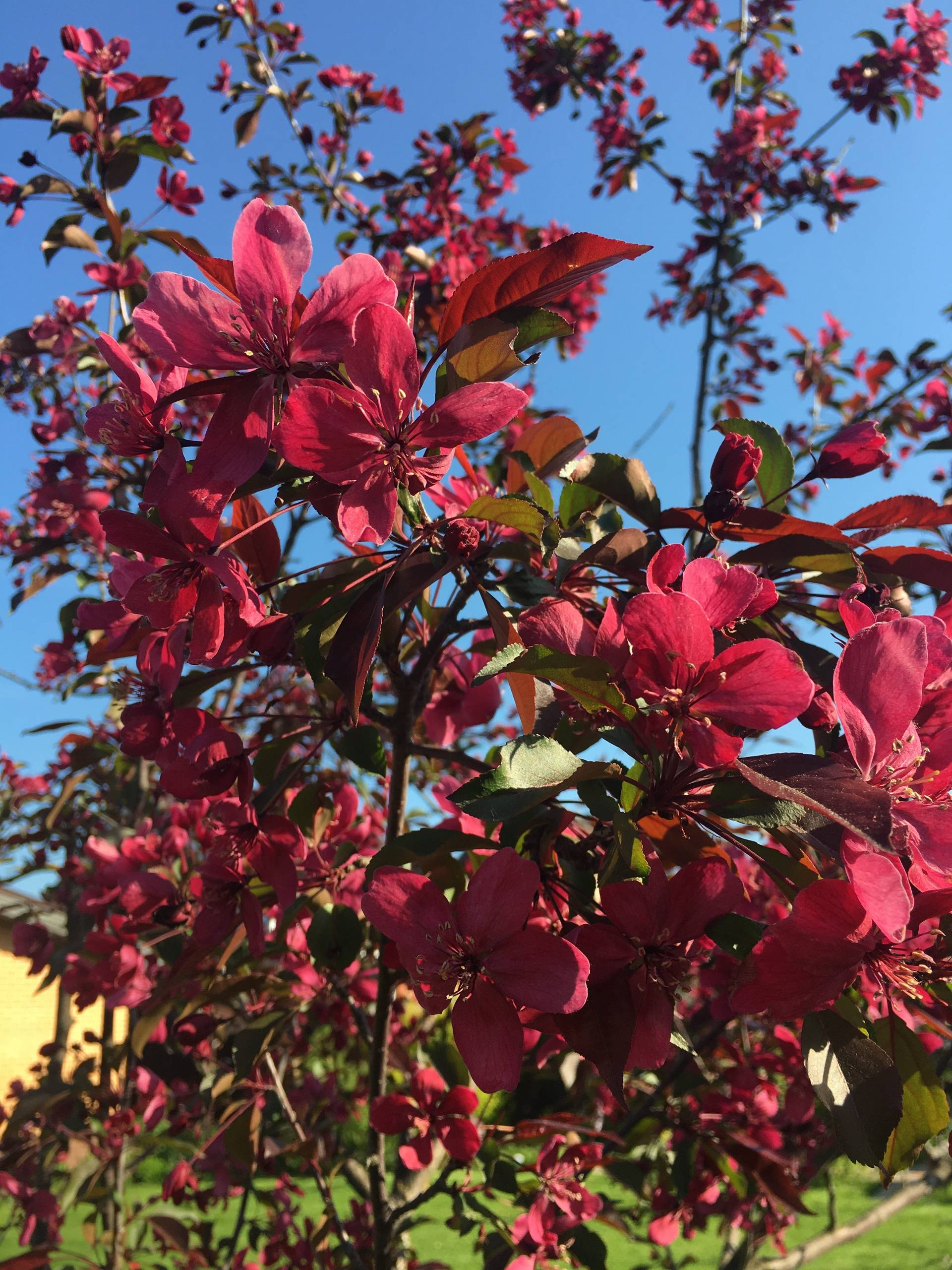 Личный опыт: Как перевезти взрослый сад на другое место