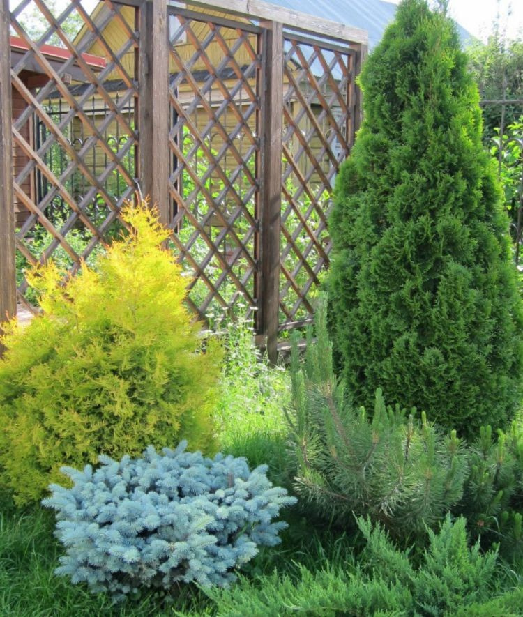 Личный опыт: Как перевезти взрослый сад на другое место