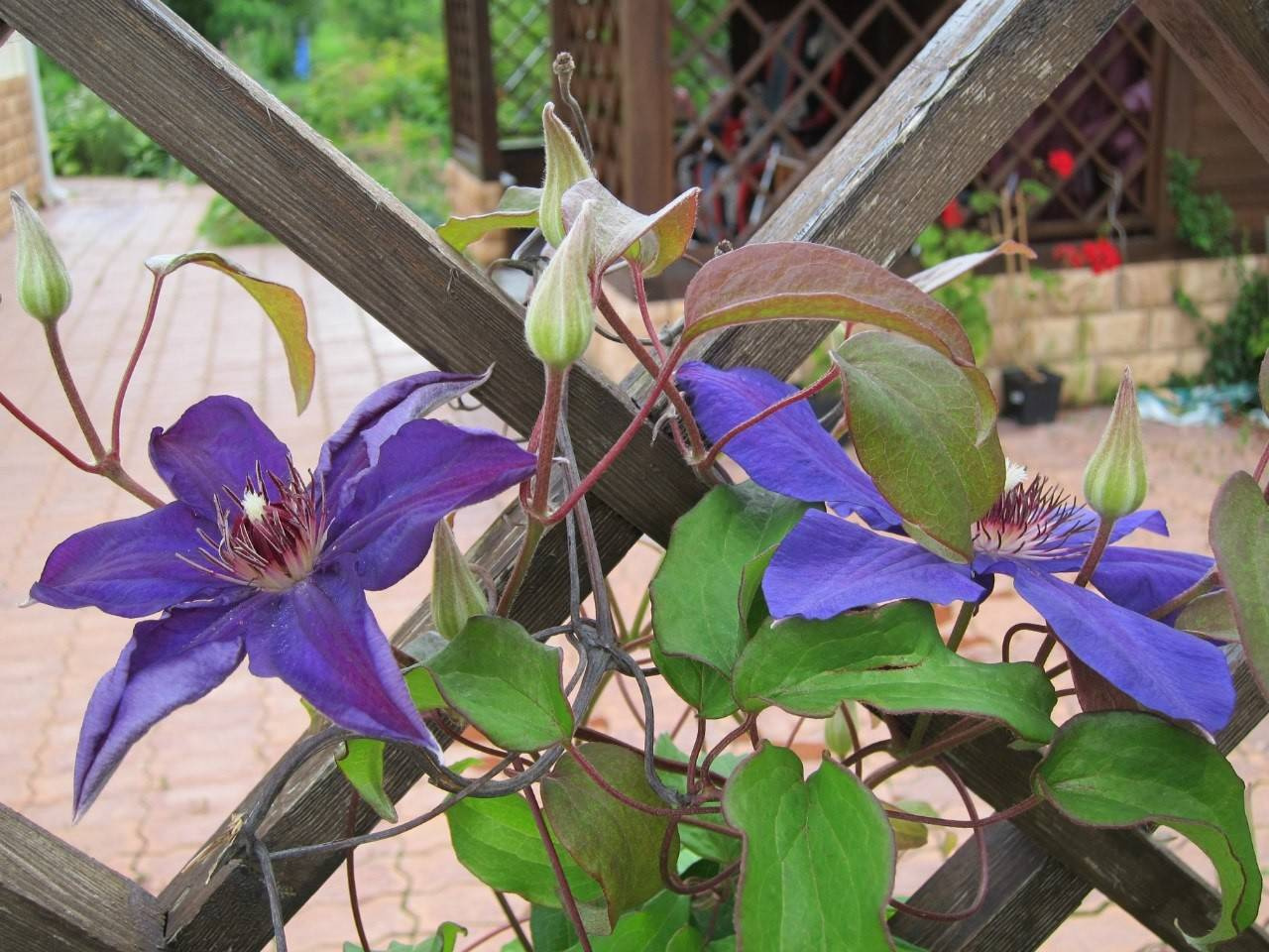 Личный опыт: Как перевезти взрослый сад на другое место