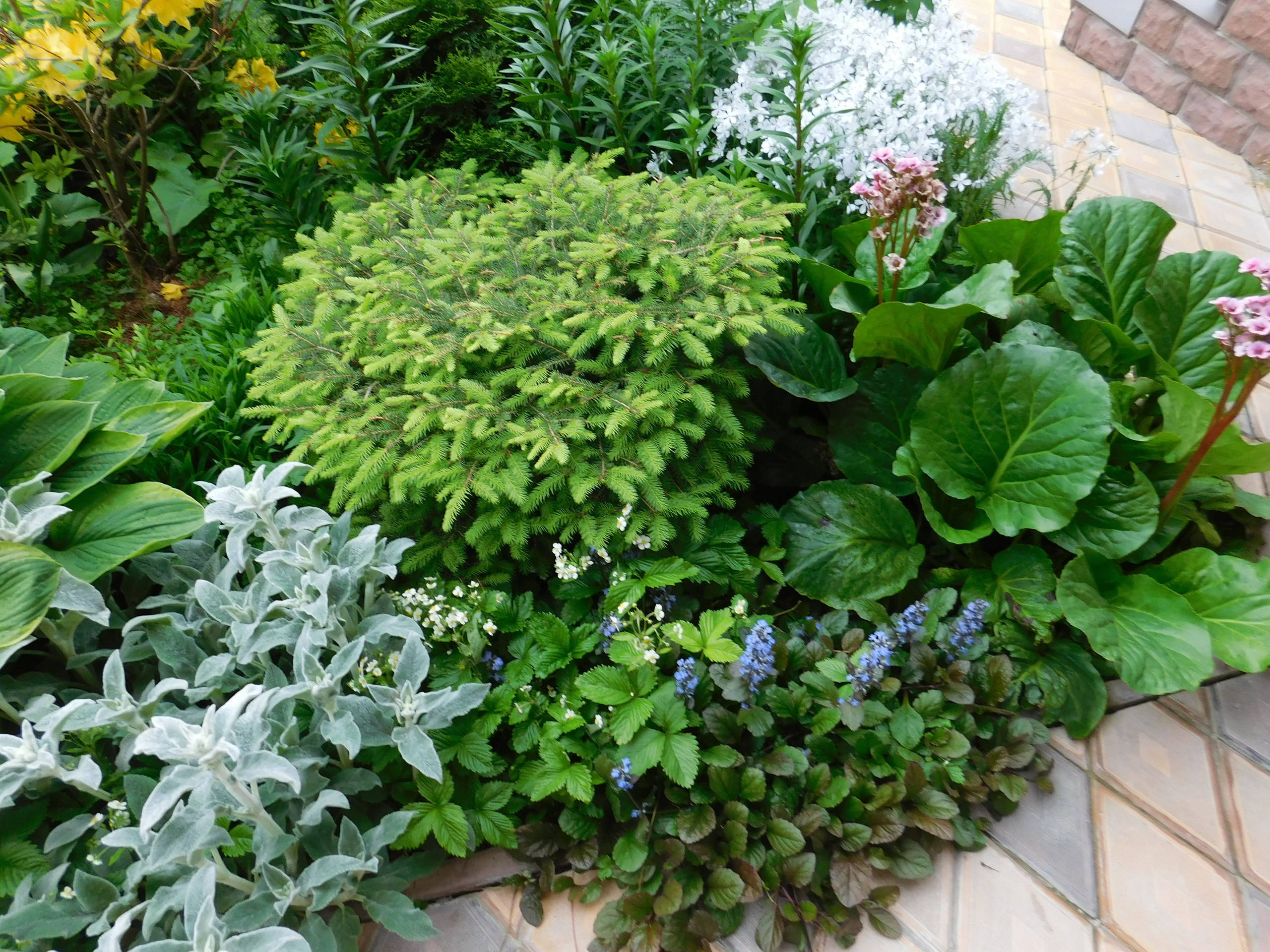 Личный опыт: Как перевезти взрослый сад на другое место