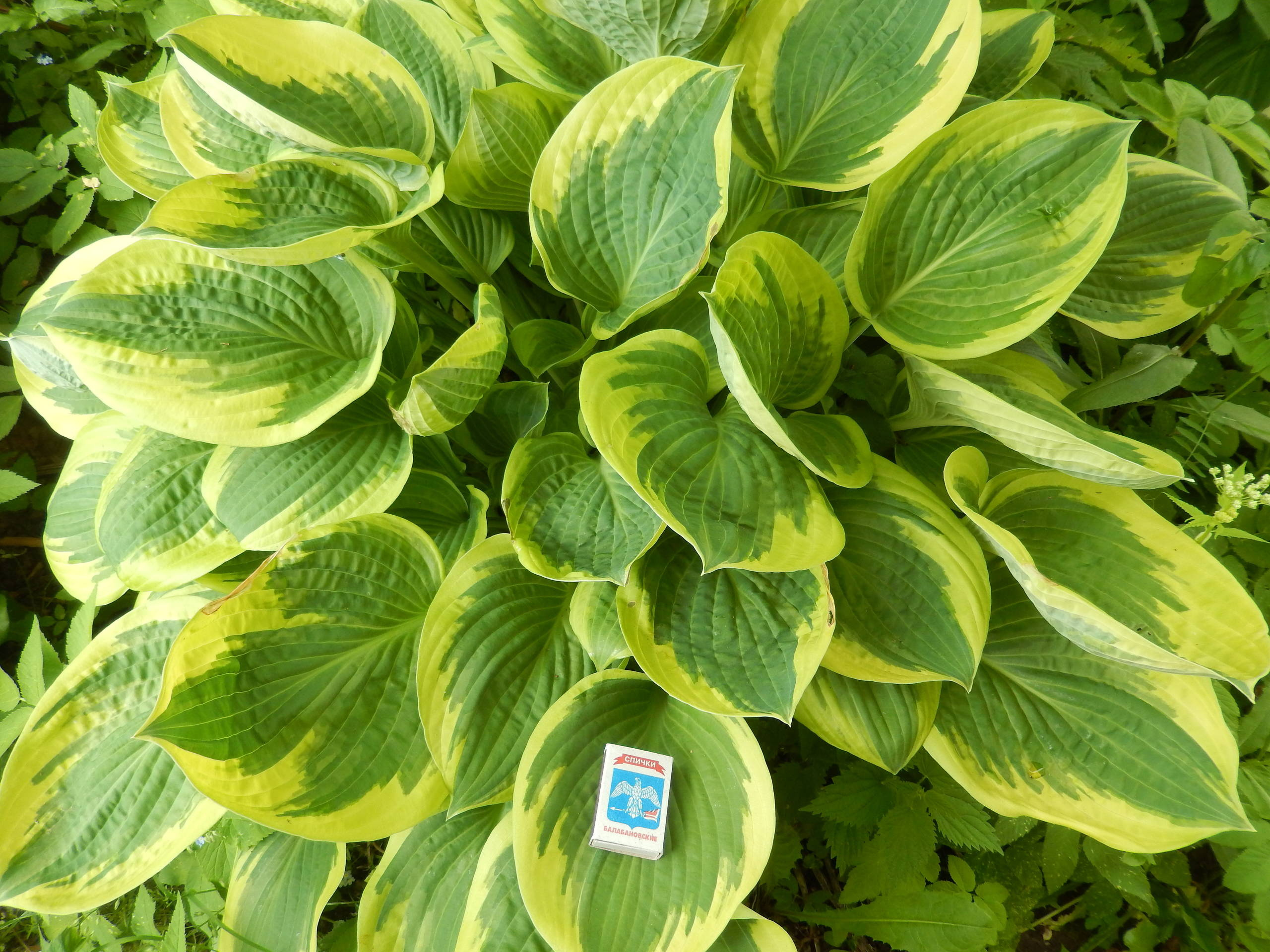 Личный опыт: Как перевезти взрослый сад на другое место