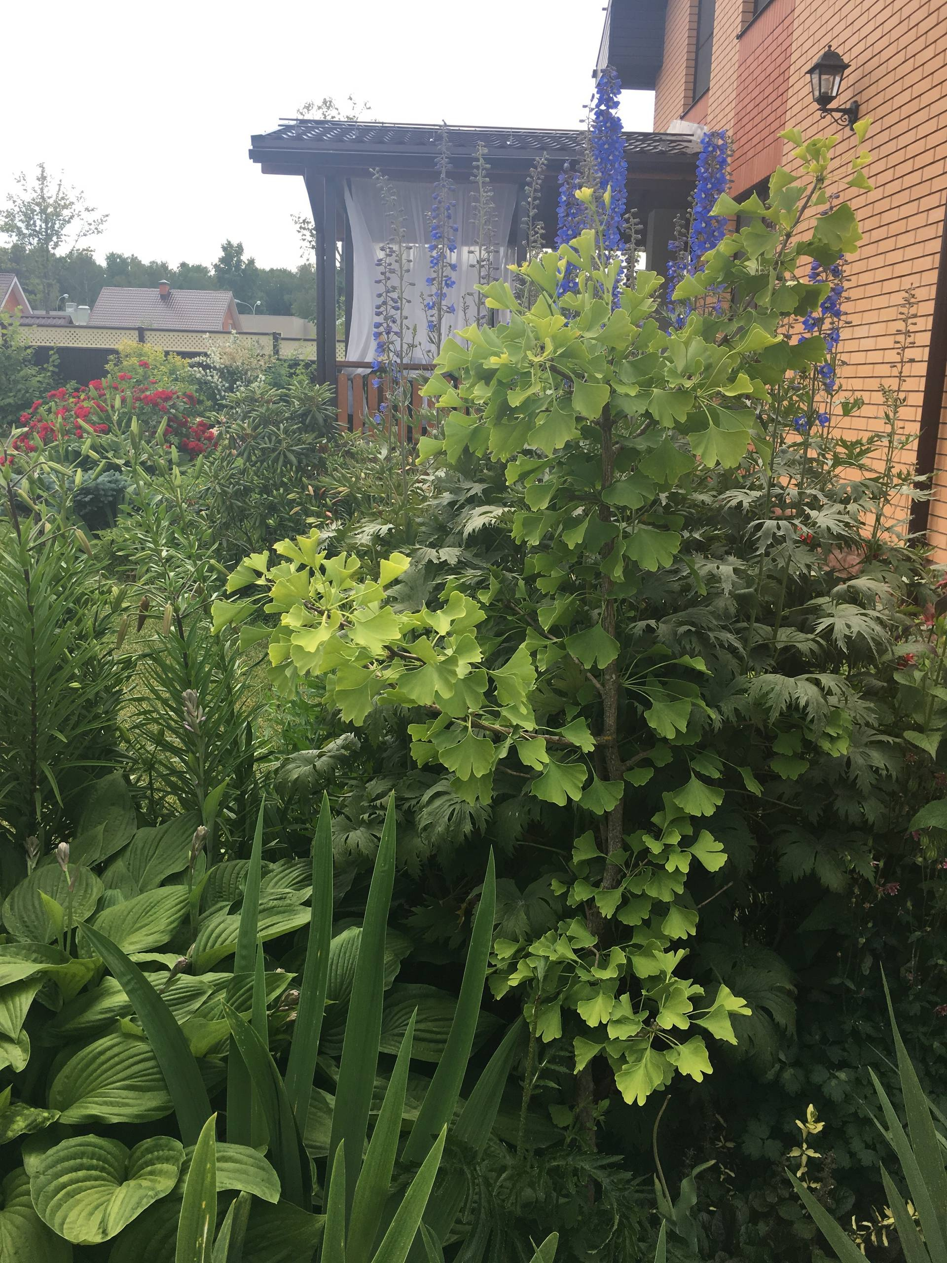 Личный опыт: Как перевезти взрослый сад на другое место