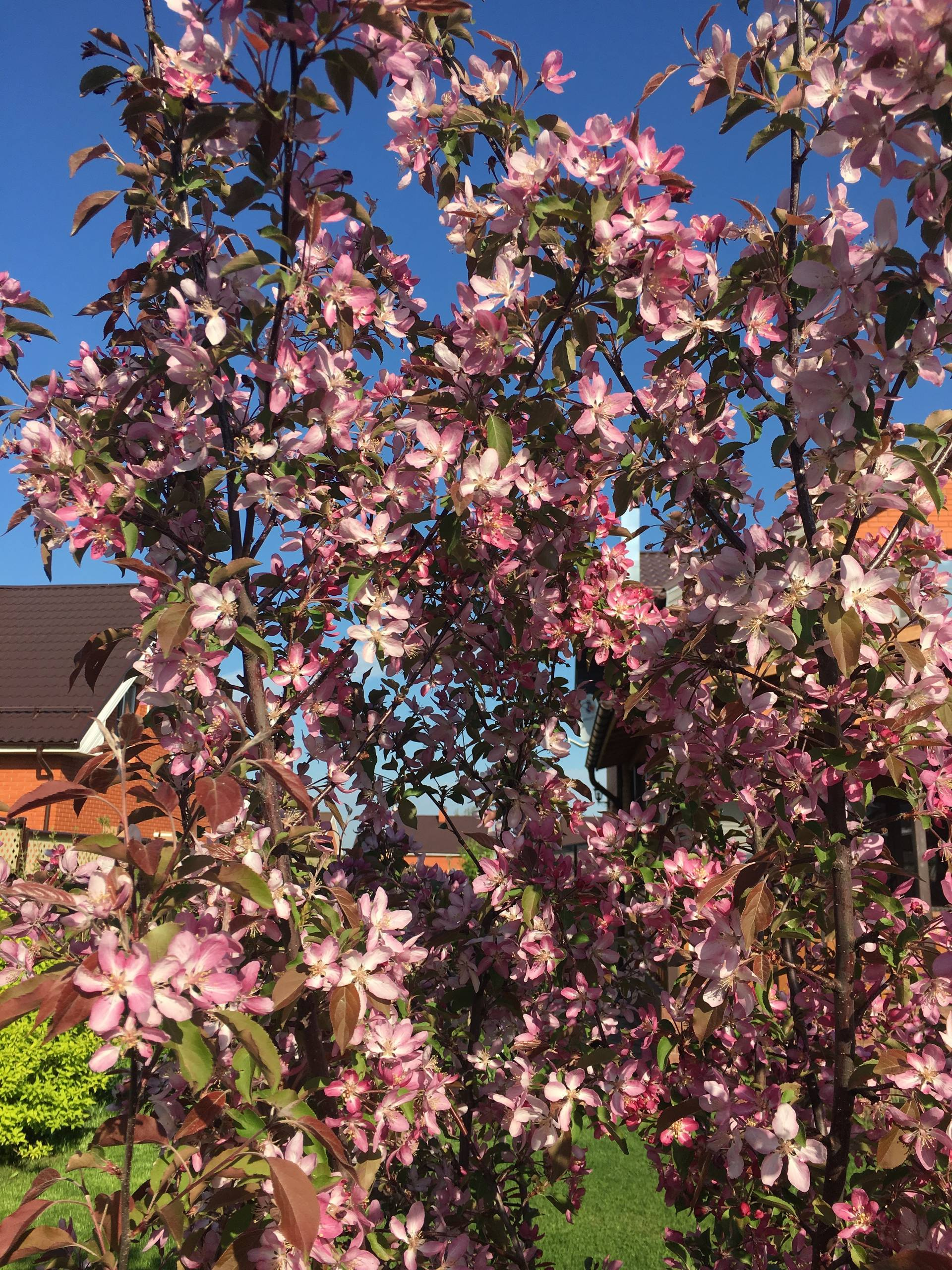 Личный опыт: Как перевезти взрослый сад на другое место