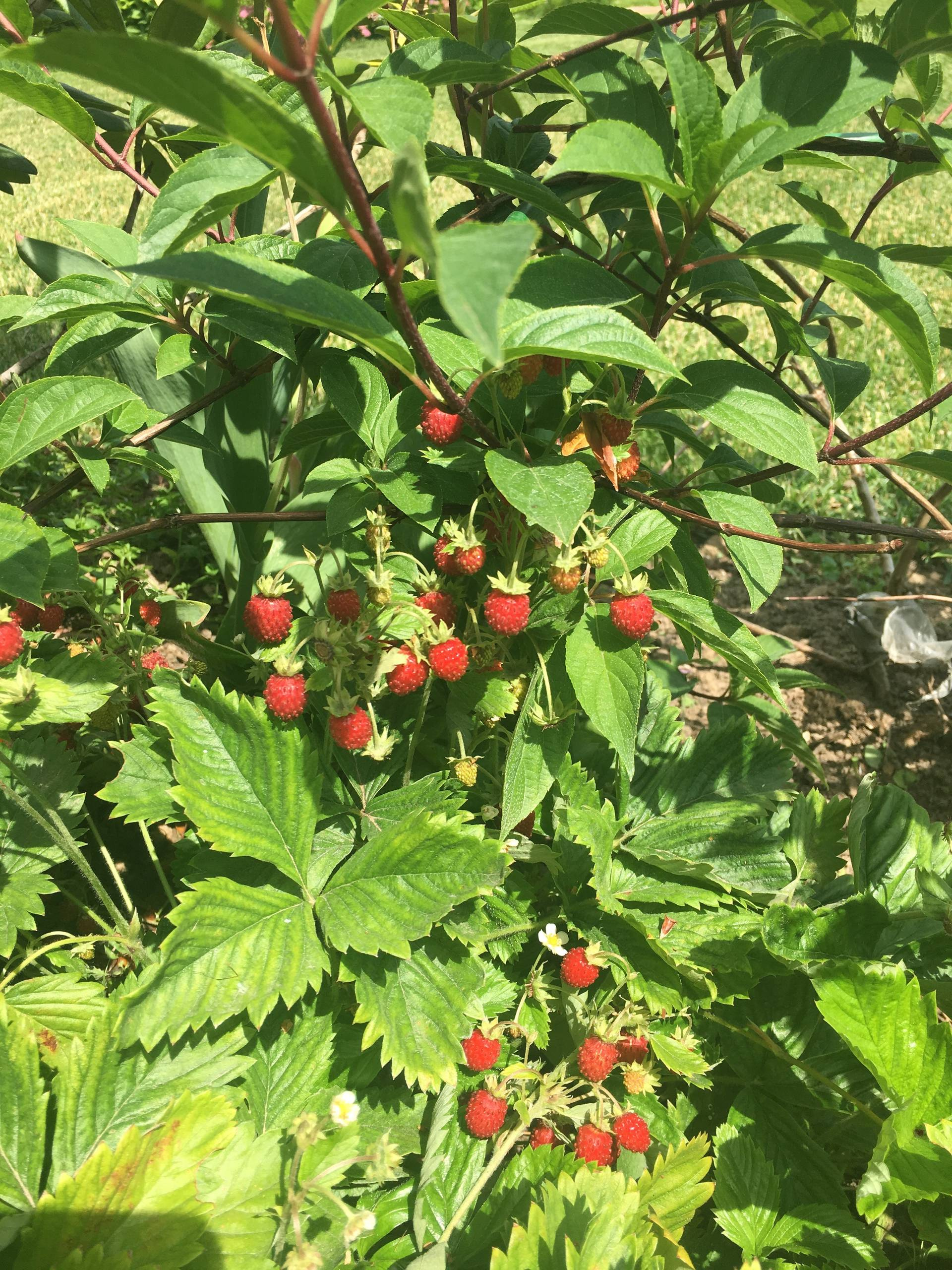 Личный опыт: Как перевезти взрослый сад на другое место