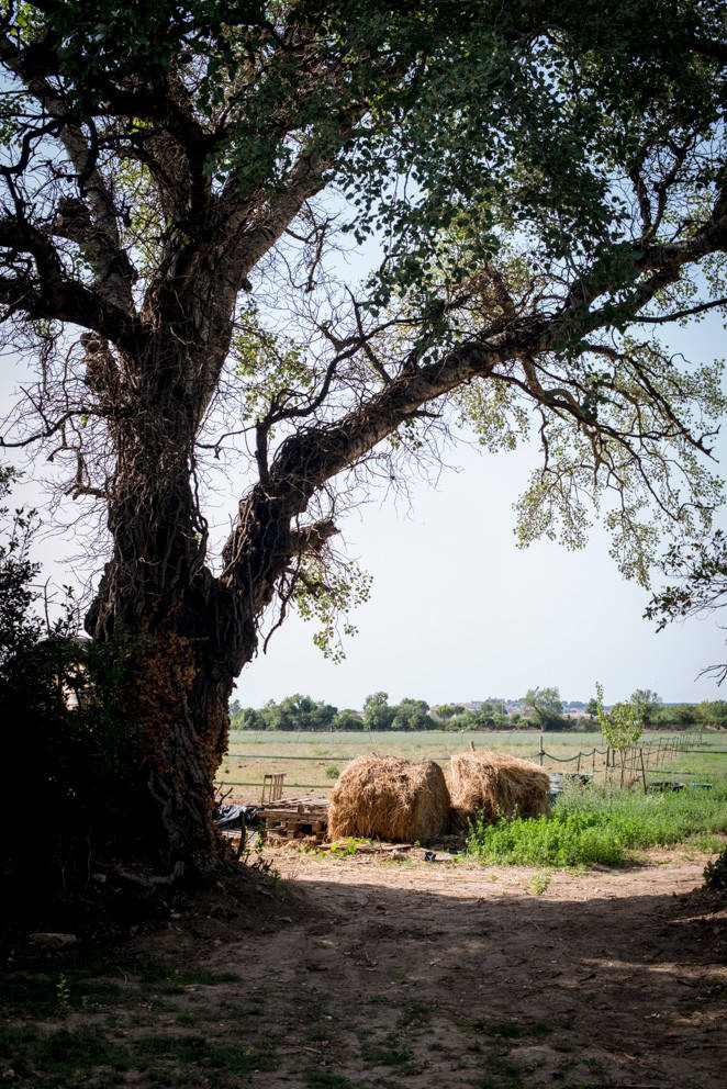 Houzz Франция: Сельский дом в Провансе