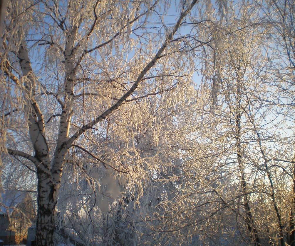 Северный сад: Особенности участка в холодном климате