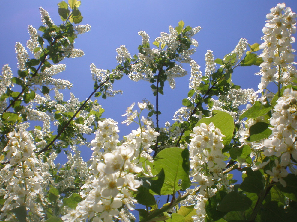 Северный сад: Особенности участка в холодном климате