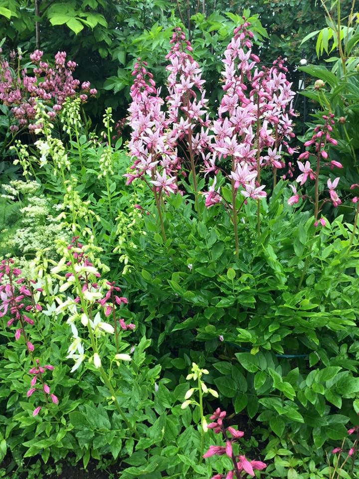 Северный сад: Особенности участка в холодном климате