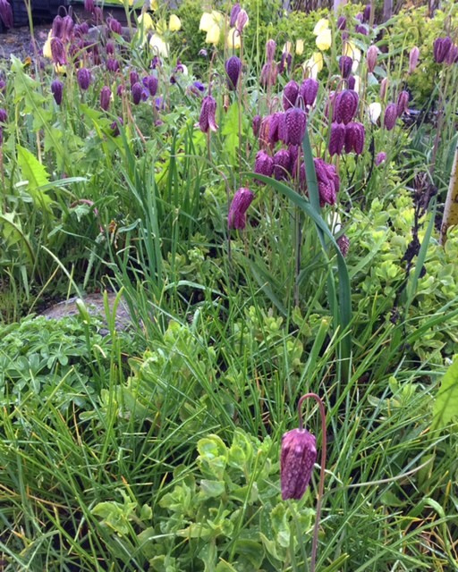 Северный сад: Особенности участка в холодном климате