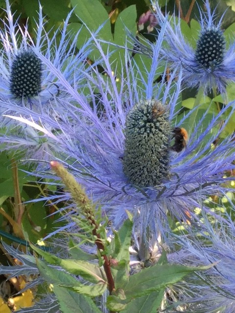 Северный сад: Особенности участка в холодном климате