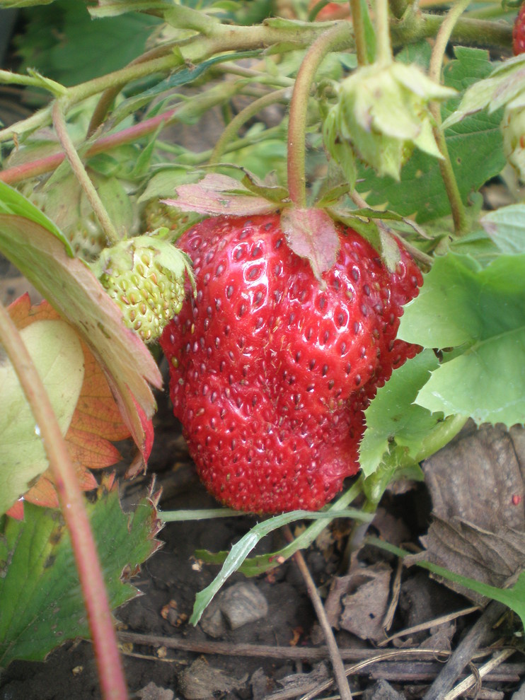 Северный сад: Особенности участка в холодном климате