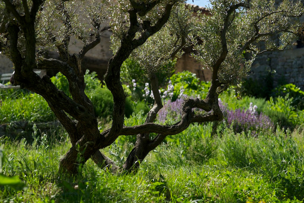 Выход на замену: Чем заменить виды, которые у нас не растут