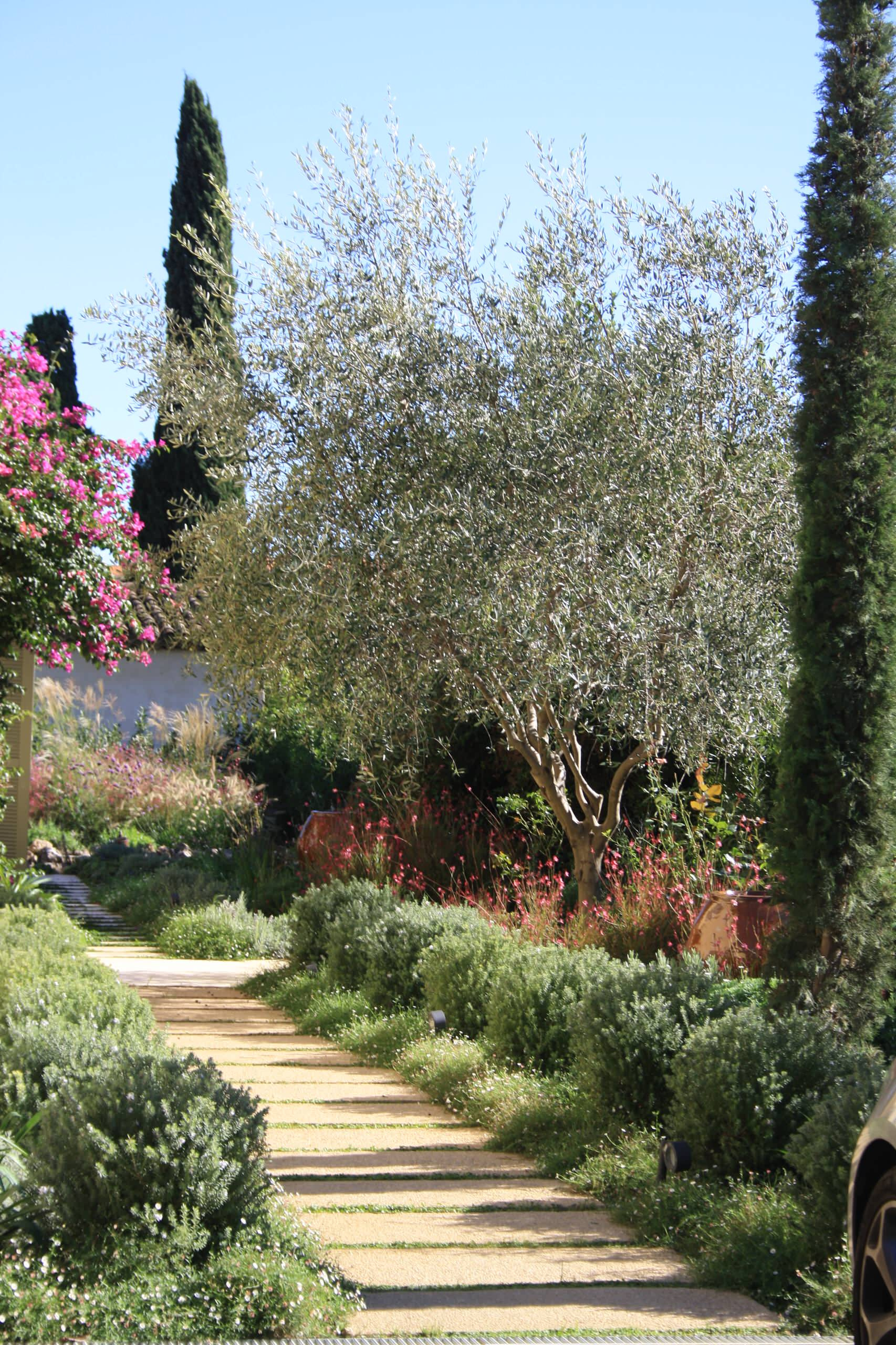 Выход на замену: Чем заменить виды, которые у нас не растут