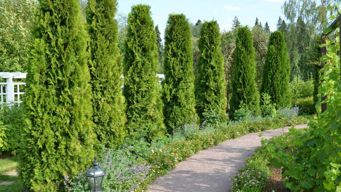 Выход на замену: Чем заменить виды, которые у нас не растут