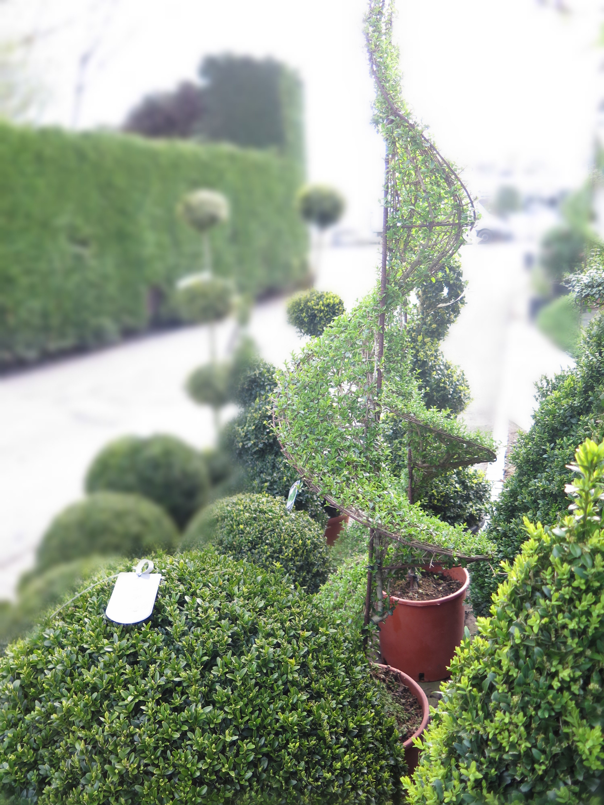 Выход на замену: Чем заменить виды, которые у нас не растут