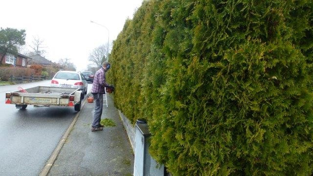 Выход на замену: Чем заменить виды, которые у нас не растут