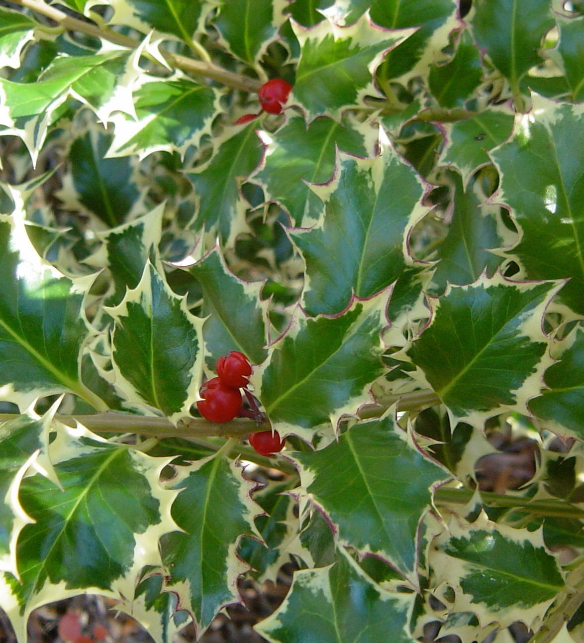 Выход на замену: Чем заменить виды, которые у нас не растут