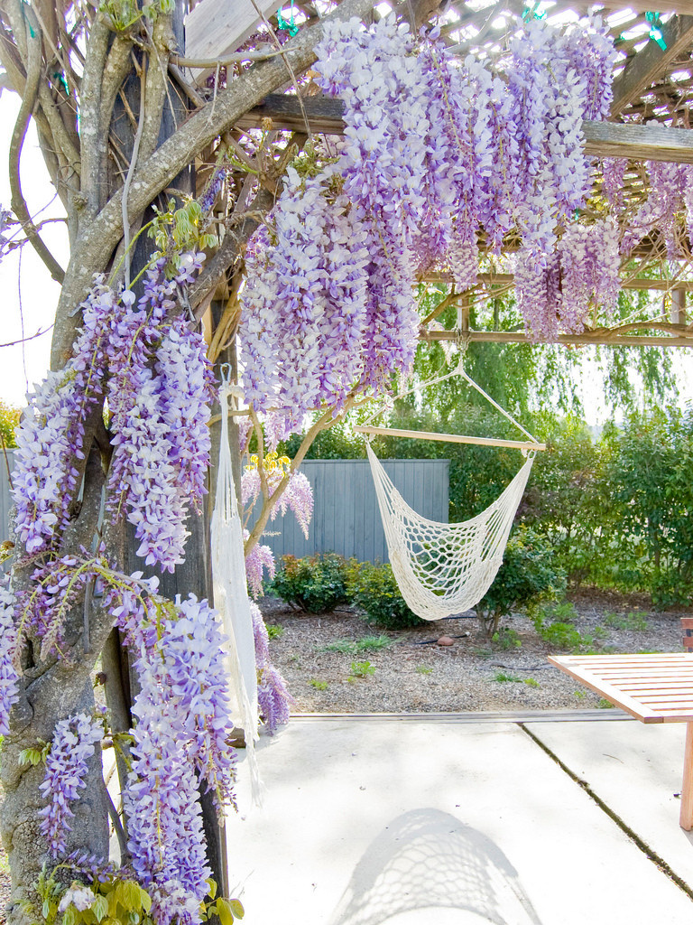 Выход на замену: Чем заменить виды, которые у нас не растут