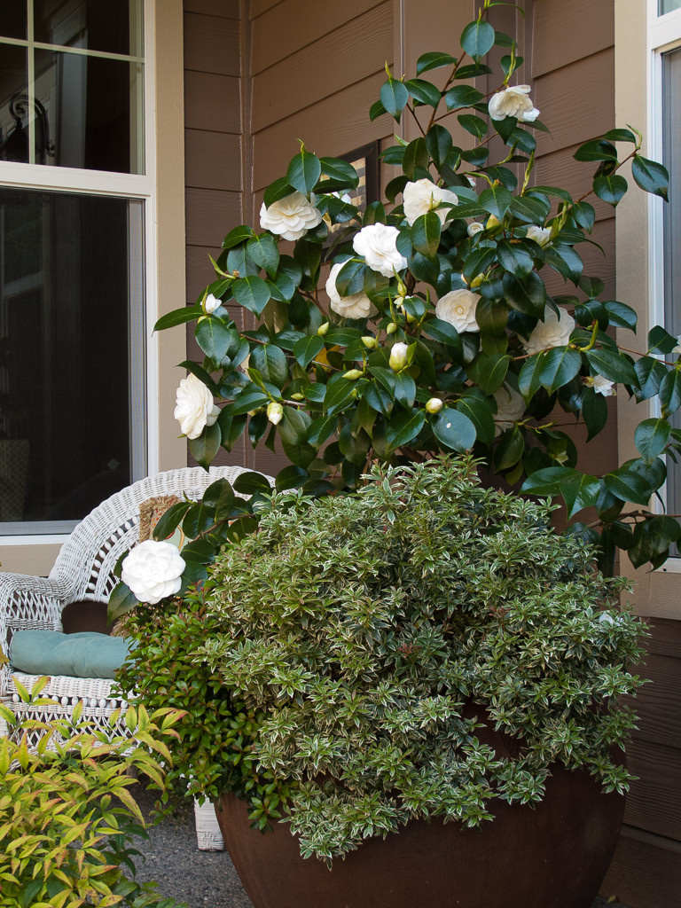 Выход на замену: Чем заменить виды, которые у нас не растут