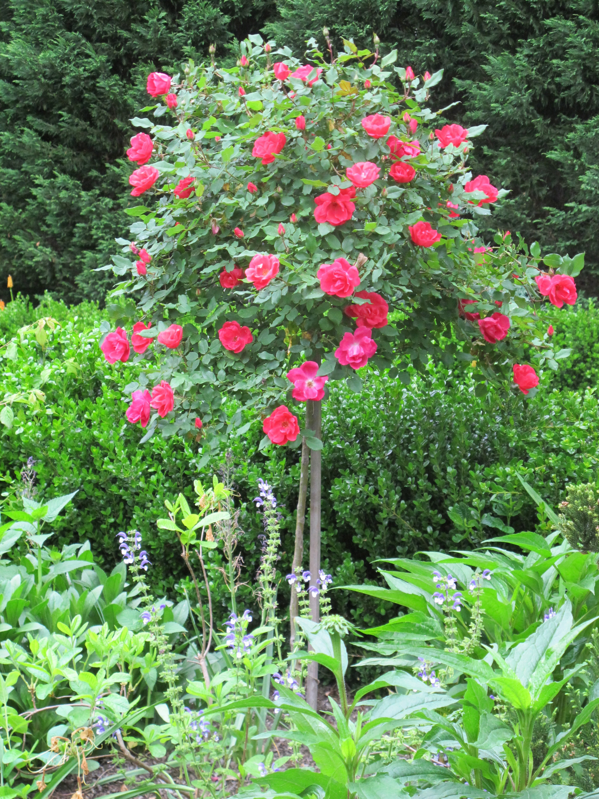 Выход на замену: Чем заменить виды, которые у нас не растут