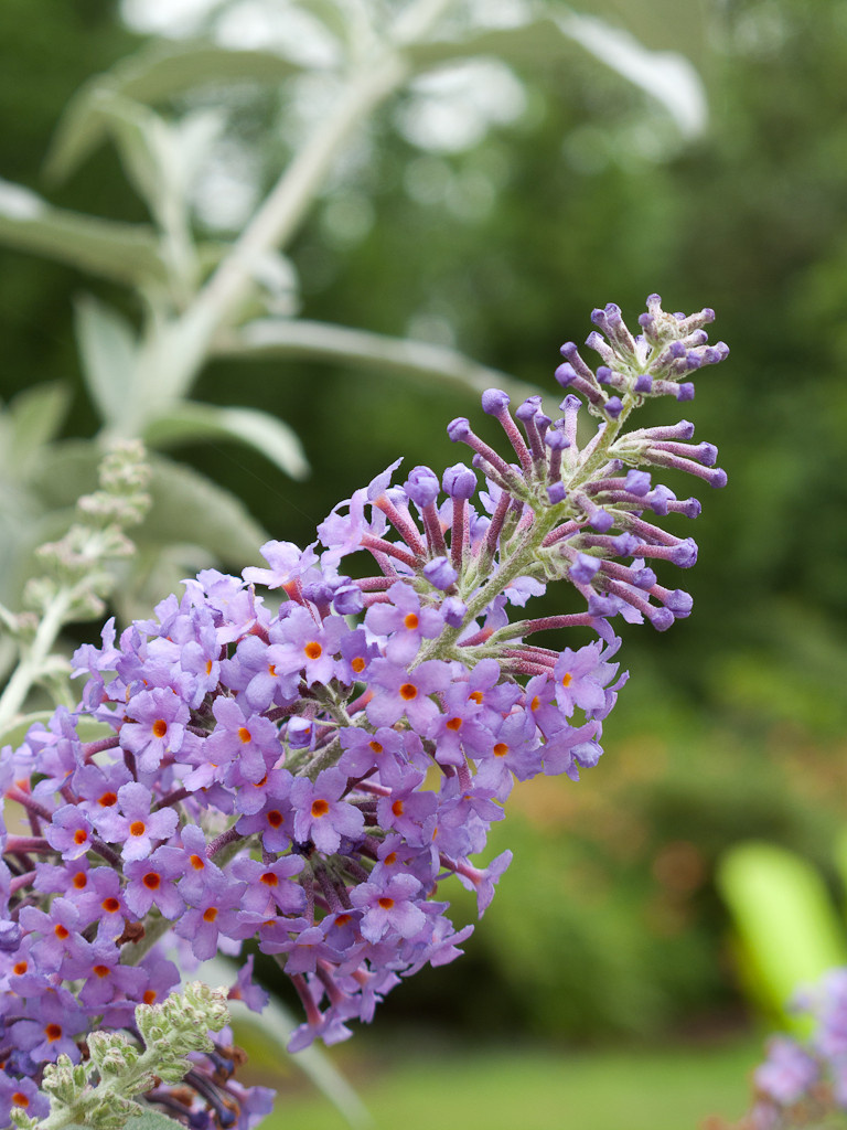 Выход на замену: Чем заменить виды, которые у нас не растут