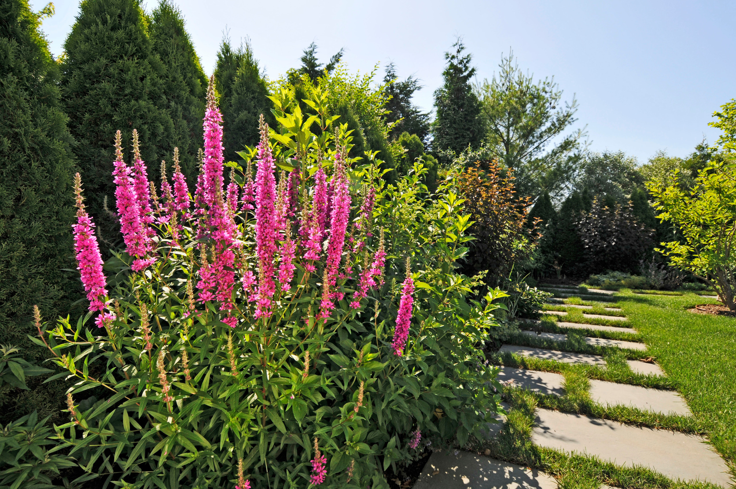 Выход на замену: Чем заменить виды, которые у нас не растут