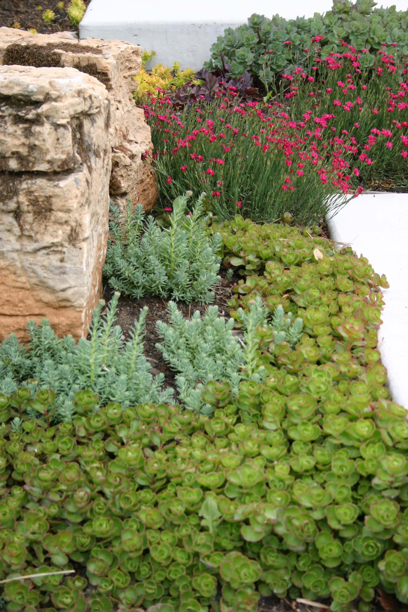 Выход на замену: Чем заменить виды, которые у нас не растут