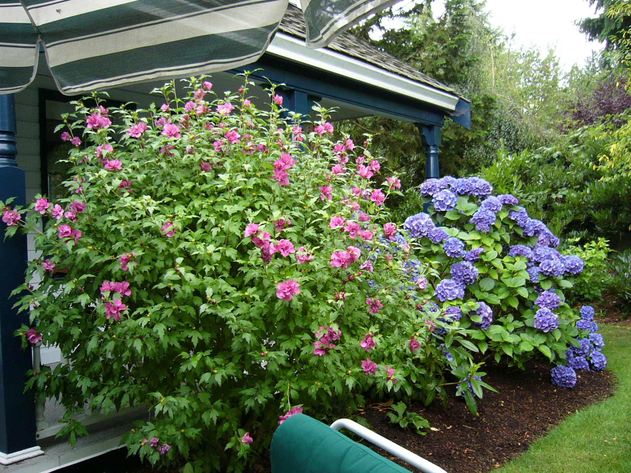 Выход на замену: Чем заменить виды, которые у нас не растут