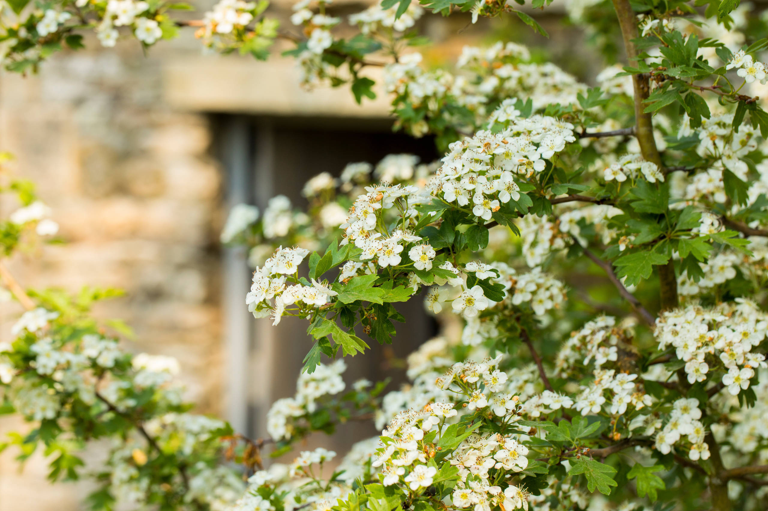 Проект недели: Маленький городской сад с выставки в Челси
