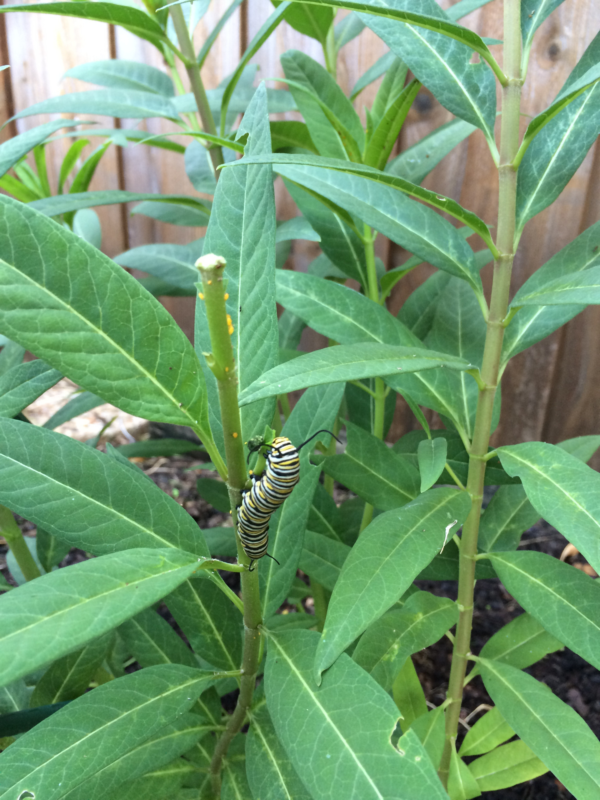 Хороший вопрос: Какие ядовитые растения (возможно) растут в вашем саду