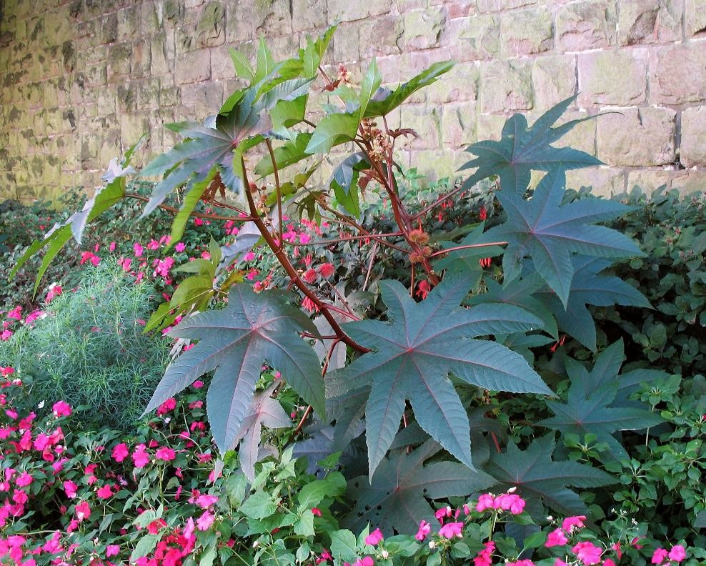 Хороший вопрос: Какие ядовитые растения (возможно) растут в вашем саду